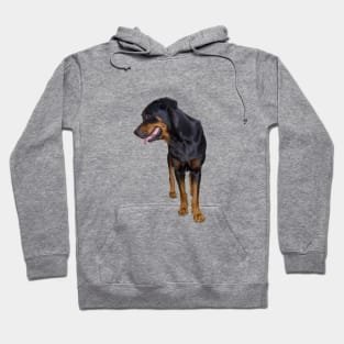 big rottweiler Hoodie